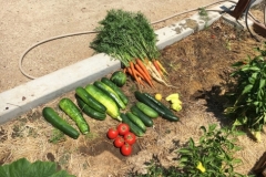 Community garden plot harvest July 2018