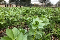 Close-up of the Bell beans that were planted in the winter (2019/20) to be chopped up and used as nutrients in the soil