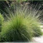 Deer Grass