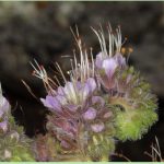 Rock Phacelia