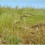 Purple Needle Grass