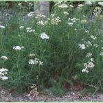 Yarrow