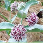 Showy Milkweed