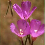 Clarkia Gracilis