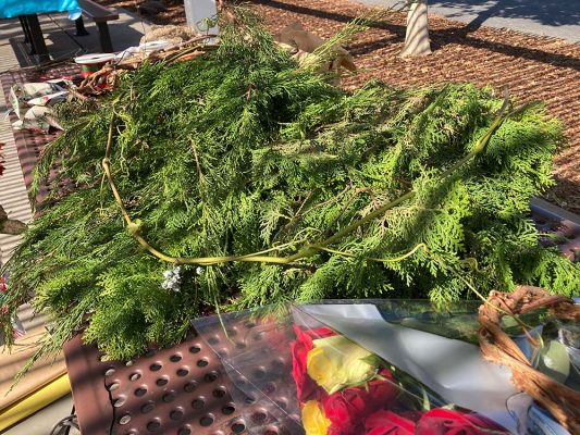 Cuttings from Evergreens